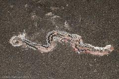 Thamnophis cyrtopsis ocellatus