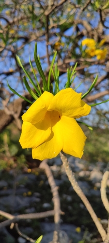 Cascabela thevetioides