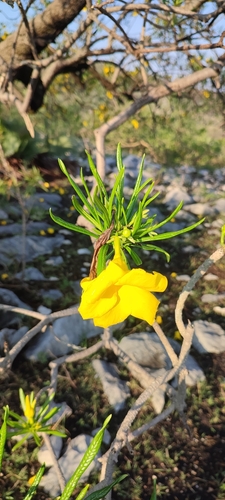 Cascabela thevetioides