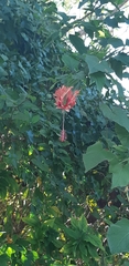 Hibiscus schizopetalus