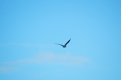 Caranx