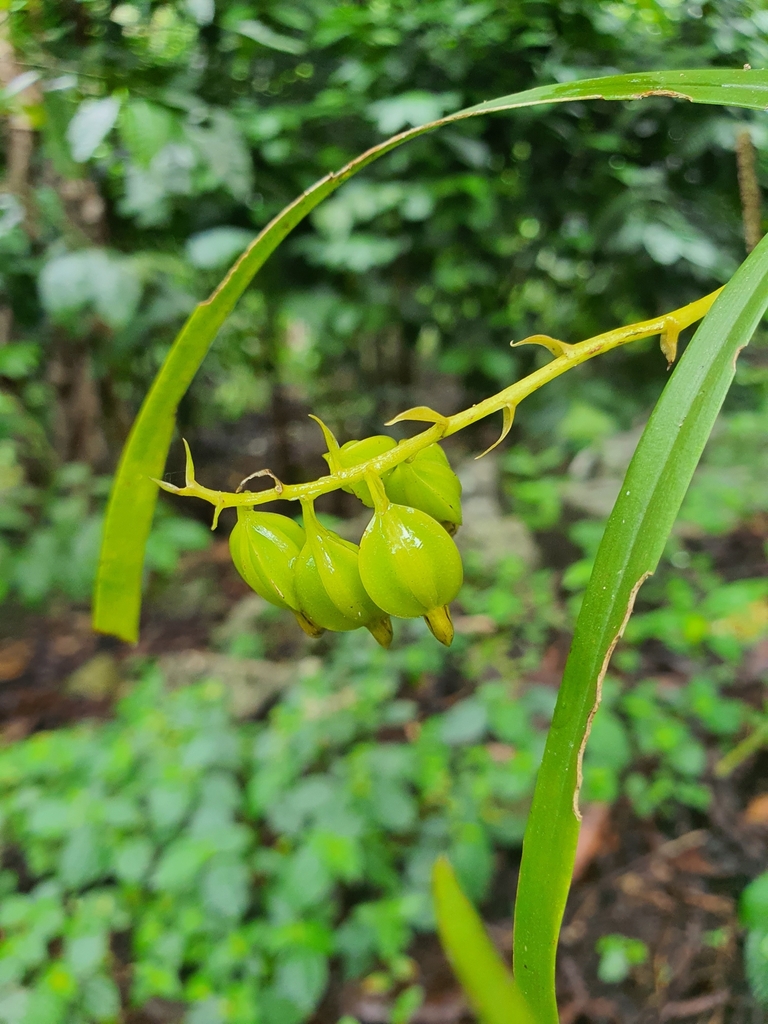 Prosthechea ochracea