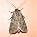 Feathered Cutworm - Photo (c) suncana, some rights reserved (CC BY), uploaded by suncana