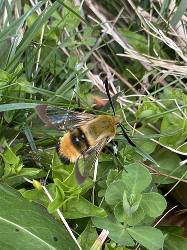 Hemaris tityus