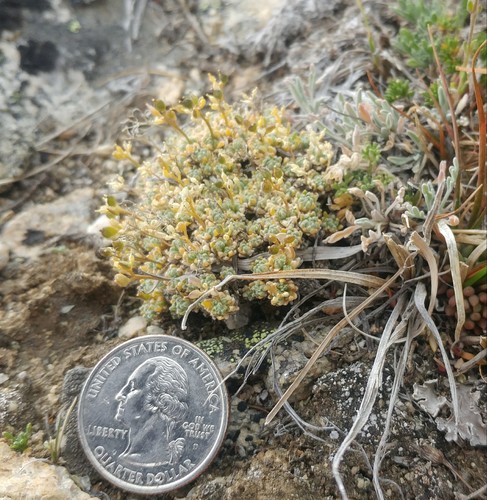 Taylor's Draba (Draba taylorii)