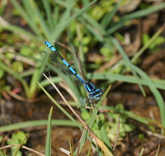 Austrocoenagrion lyelli