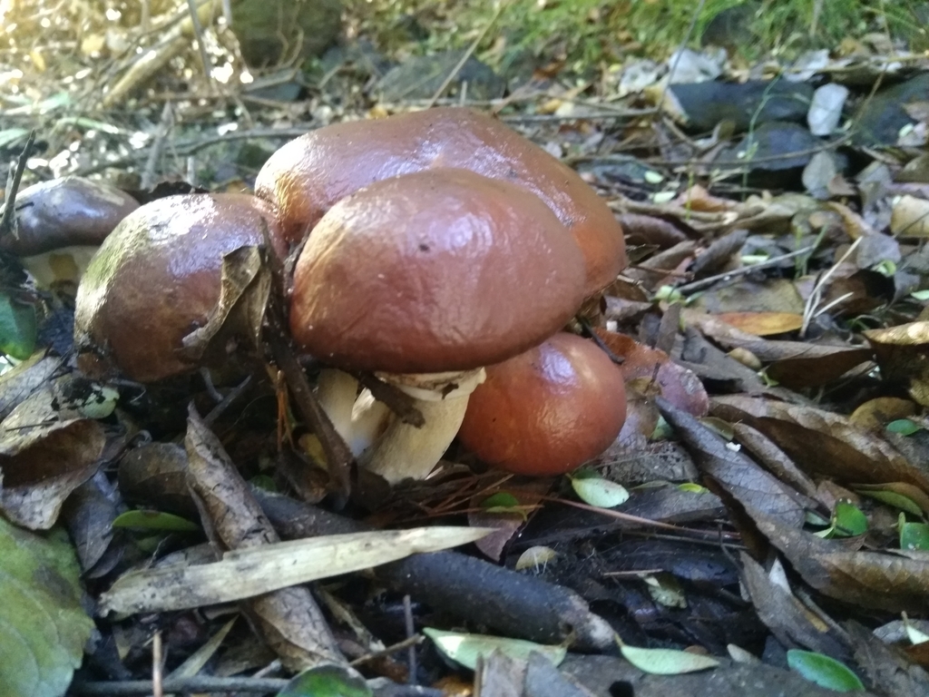 Suillus luteus · June 2023 · photo: © david_gutierrez_lagos (iNaturalist, cc-by-nc)