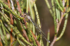 Austrocoenagrion lyelli