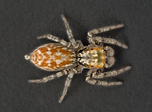 Dimorphic Jumping Spider, photo 7 of 10
