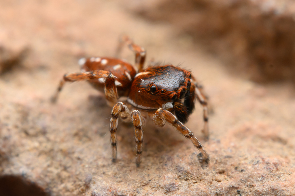 Attinella juniperi