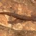 Georgetown Salamander - Photo (c) scottwahlberg, some rights reserved (CC BY-NC), uploaded by scottwahlberg