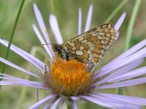 Tibetiodes flaccida, photograph 6