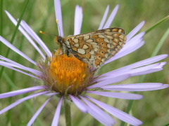 Oleg Kosterin, CC BY, iNaturalist via GBIF Tibetiodes flaccida, photograph Oleg Kosterin, CC BY, iNaturalist via GBIF