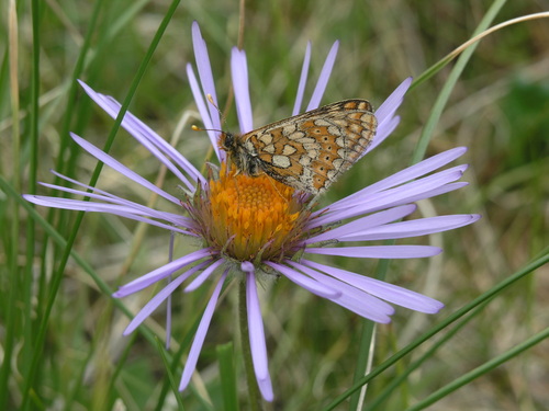 Tibetiodes flaccida, photograph 4