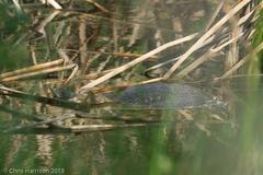 Apalone spinifera guadalupensis