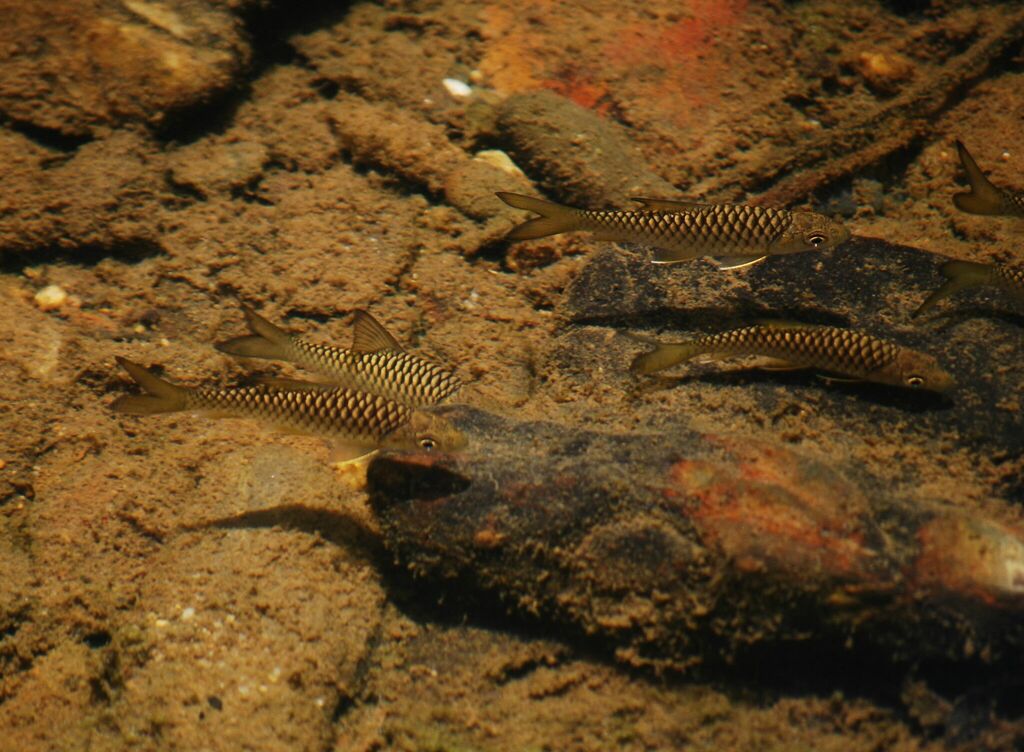 Thai mahseer (Tor tambra) — Cyprinidae