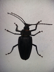 Ctenoscelis acanthopus