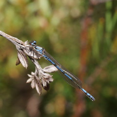 Austrocoenagrion lyelli