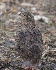Coturnix
