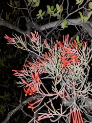 Psittacanthus sonorae