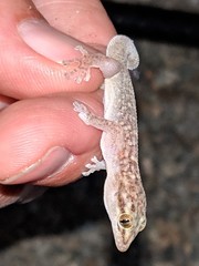 Phyllodactylus bugastrolepis