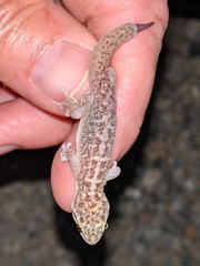 Phyllodactylus bugastrolepis