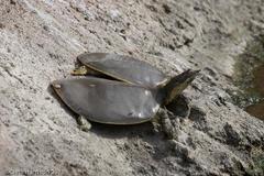 Apalone spinifera emoryi