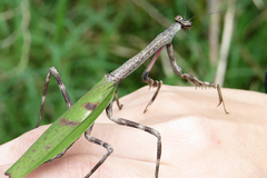 Pseudovates iheringi