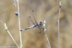 Libellula composita
