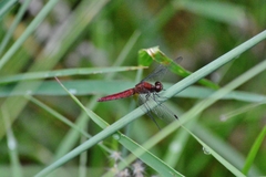 Erythrodiplax melanorubra