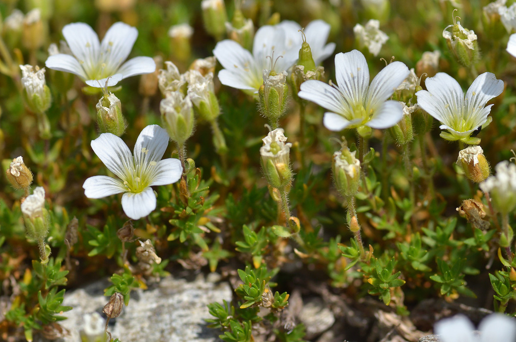 Pseudocherleria imbricata