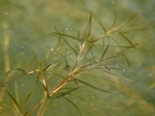 Image of Najas guadalupensis by (c) Michael J. Papay, some rights reserved (CC BY)