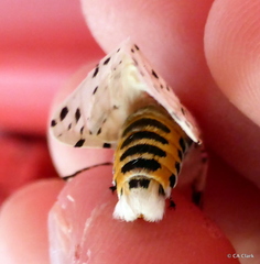 Hypercompe permaculata