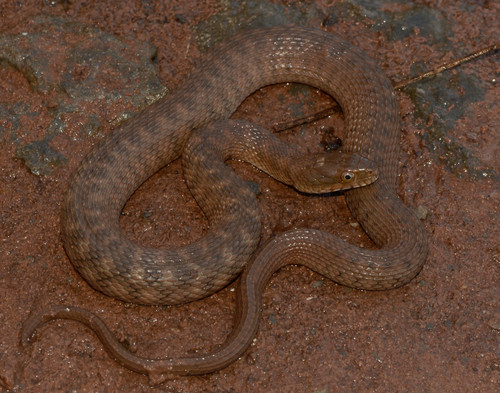 Photo of a Concho Water Snake (Nerodia paucimaculata)