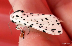 Hypercompe permaculata