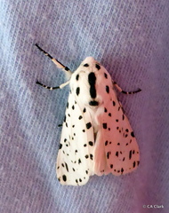 Hypercompe permaculata