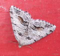 Macaria colata