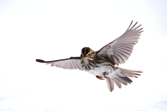 Savannah Sparrow photo 6