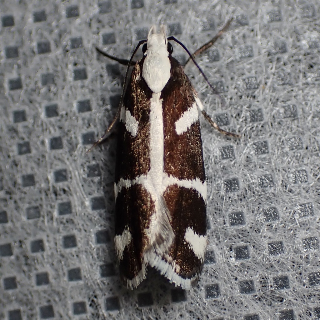 White Cross Moth