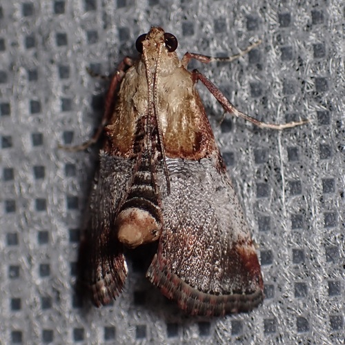 Yellow-based Cacozelia Moth photo 3