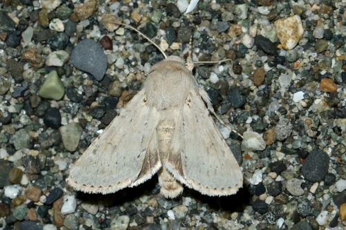 Edwards' Anarta moth