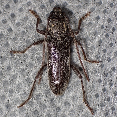 Anelaphus subdepressum