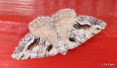Macaria colata