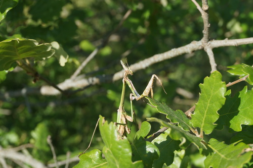 Fasciated Conehead Mantid