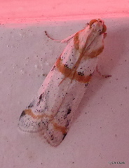 Acroncosa albiflavella