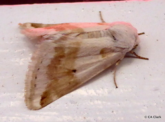 Schinia unimacula