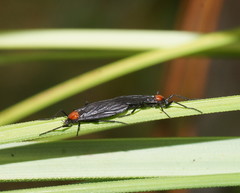 Plecia dimidiata
