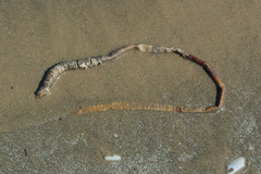 Diopatra cuprea