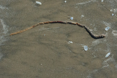 Diopatra cuprea