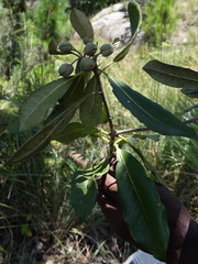 Pittosporum pachyphyllum